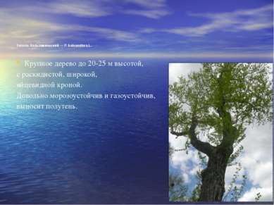 Тополь бальзамический — Р. balsamifera L. Крупное дерево до 20-25 м высотой, ...