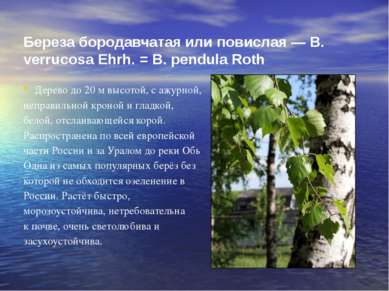 Береза бородавчатая или повислая — В. verrucosa Ehrh. = В. pendula Roth Дерев...