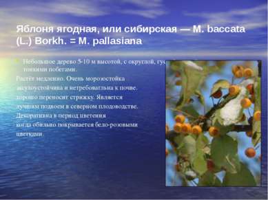 Яблоня ягодная, или сибирская — М. baccata (L.) Borkh. = М. pallasiana Неболь...