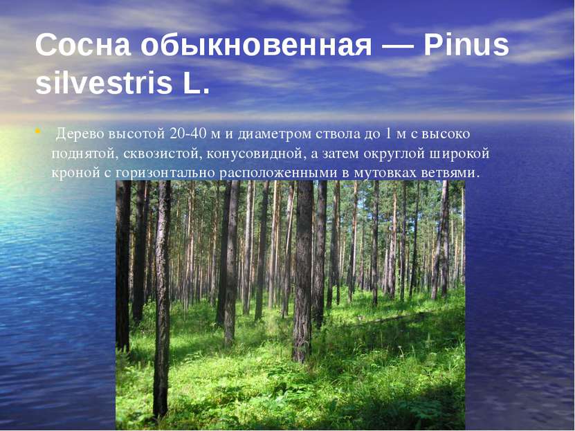 Сосна обыкновенная — Pinus silvestris L. Дерево высотой 20-40 м и диаметром с...