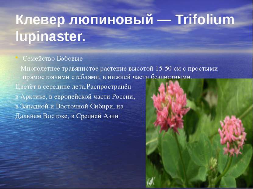 Клевер люпиновый — Trifolium lupinaster. Семейство Бобовые Многолетнее травян...