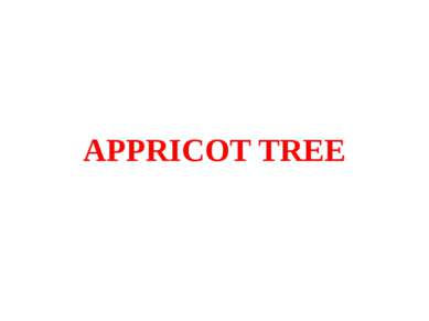 APPRICOT TREE