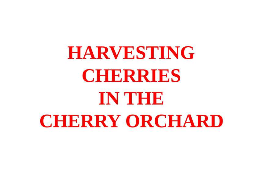 HARVESTING CHERRIES IN THE CHERRY ORCHARD