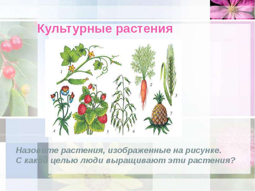 Культурные растения Назовите растения, изображенные на рисунке. С какой целью...