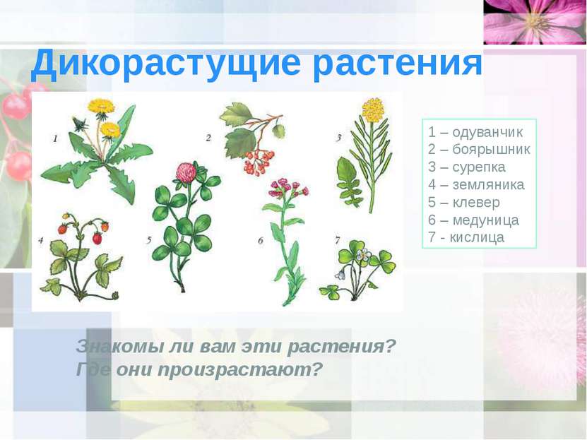 Дикорастущие растения 1 – одуванчик 2 – боярышник 3 – сурепка 4 – земляника 5...