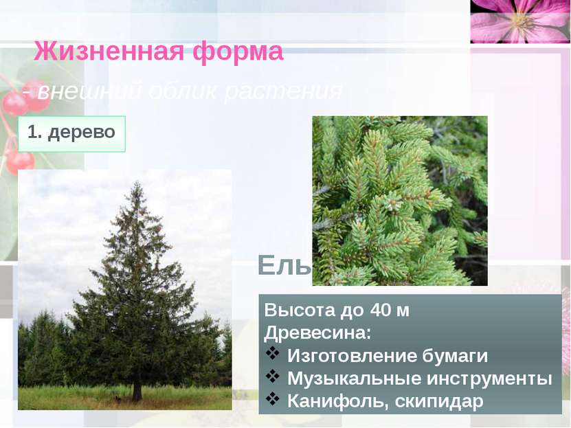 Жизненная форма - внешний облик растения 1. дерево Высота до 40 м Древесина: ...