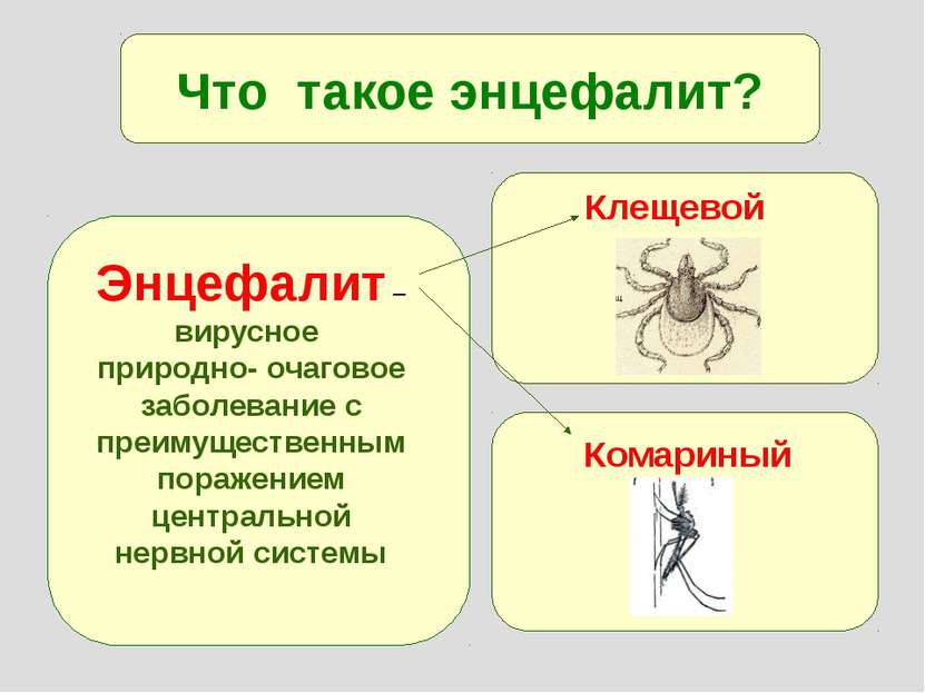 Что такое энцефалит? Энцефалит – вирусное природно- очаговое заболевание с пр...