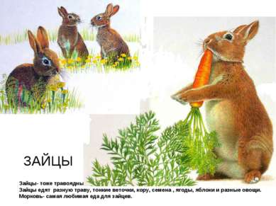 Зайцы- тоже травоядные животные. Зайцы едят разную траву, тонкие веточки, кор...