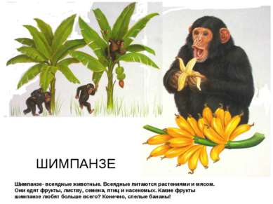 Шимпанзе- всеядные животные. Всеядные питаются растениями и мясом. Они едят ф...
