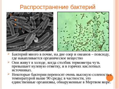 Распространение бактерий Бактерий много в почве, на дне озер и океанов – повс...