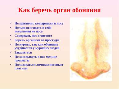 Как беречь орган обоняния Не прилично ковыряться в носу Нельзя втягивать в се...