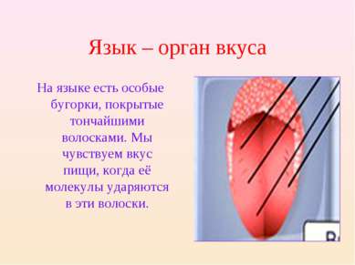 Язык – орган вкуса На языке есть особые бугорки, покрытые тончайшими волоскам...