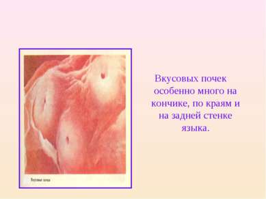 Вкусовых почек особенно много на кончике, по краям и на задней стенке языка.