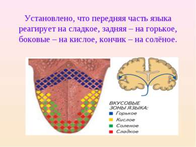Установлено, что передняя часть языка реагирует на сладкое, задняя – на горьк...