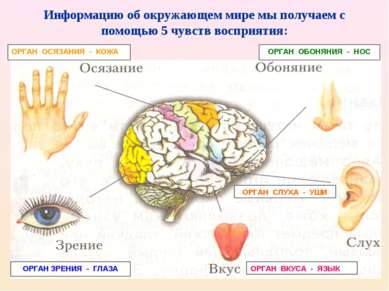 Информацию об окружающем мире мы получаем с помощью 5 чувств восприятия: ОРГА...