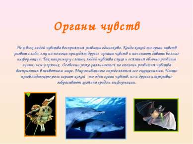 Органы чувств Не у всех людей чувства восприятия развиты одинаково. Когда как...