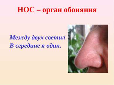 НОС – орган обоняния Между двух светил В середине я один.