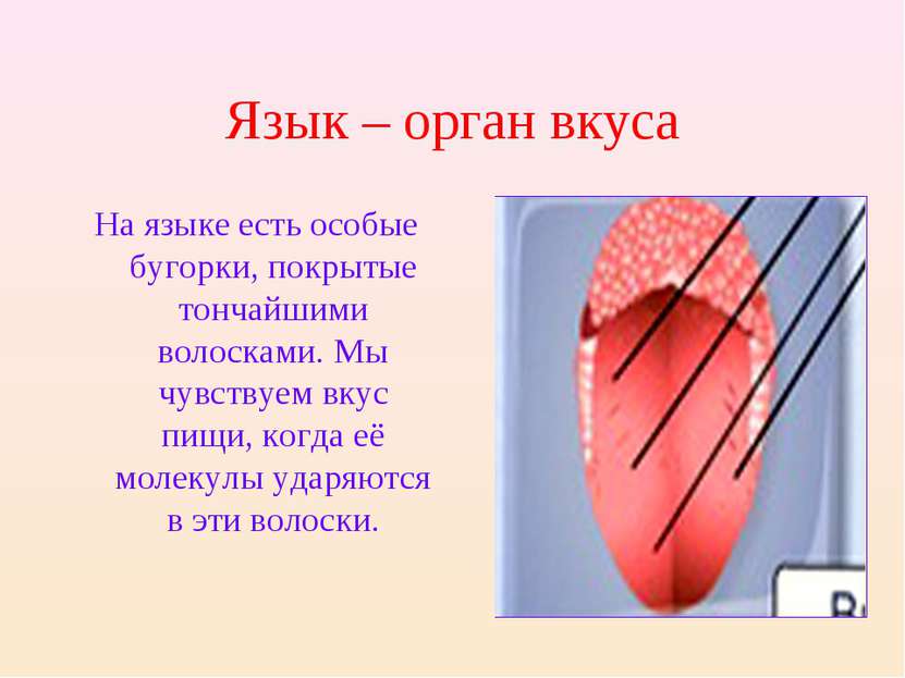 Язык – орган вкуса На языке есть особые бугорки, покрытые тончайшими волоскам...