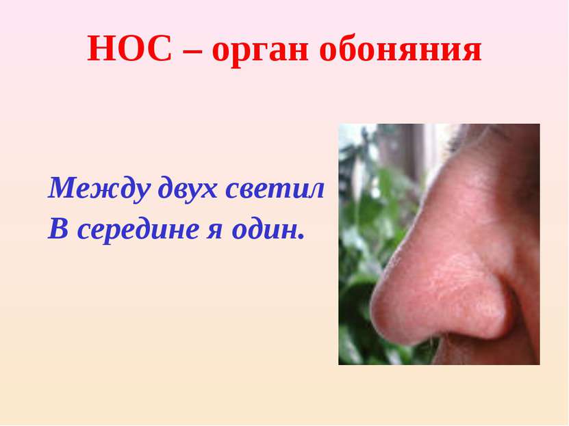НОС – орган обоняния Между двух светил В середине я один.