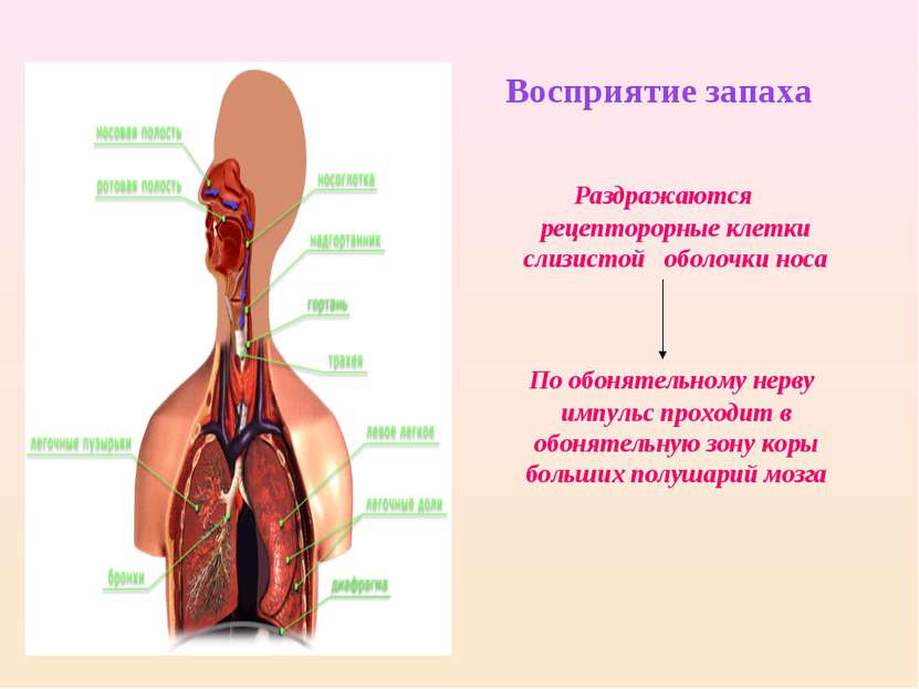 Восприятие запаха Раздражаются рецепторорные клетки слизистой оболочки носа П...