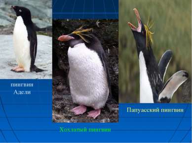 пингвин Адели Хохлатый пингвин Папуасский пингвин