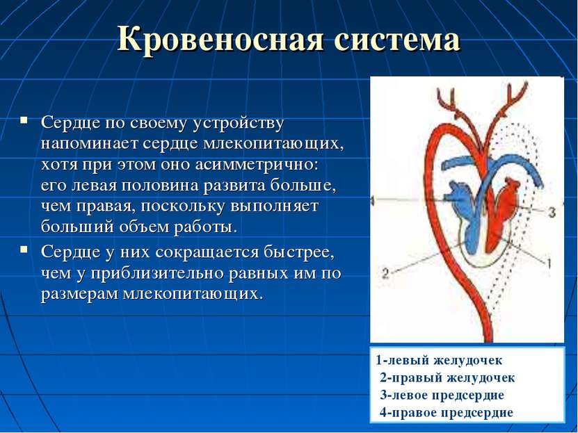 Кровеносная система Сердце по своему устройству напоминает сердце млекопитающ...