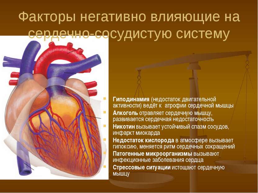 Факторы негативно влияющие на сердечно-сосудистую систему Гиподинамия (недост...