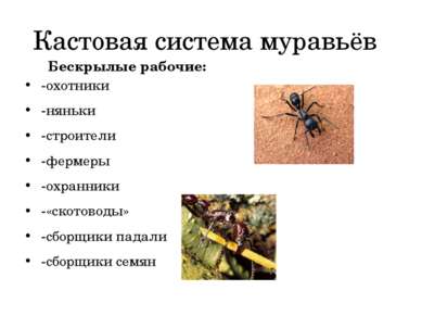 Кастовая система муравьёв -охотники -няньки -строители -фермеры -охранники -«...