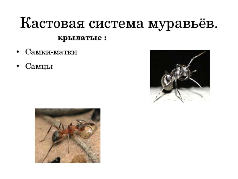 Кастовая система муравьёв. крылатые : Самки-матки Самцы