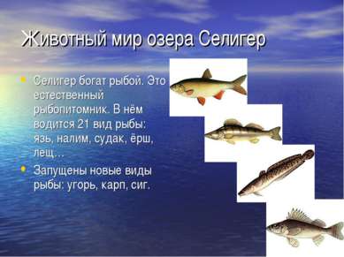 Животный мир озера Селигер Селигер богат рыбой. Это естественный рыбопитомник...