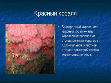 Красный коралл Благородный коралл, или красный корал — вид коралловых полипов...