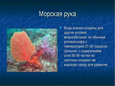 Морская рука Виды ксении созданы для других условий микрообитания, но обычные...
