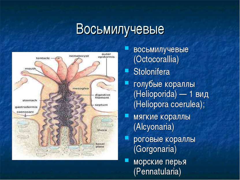 Восьмилучевые восьмилучевые (Octocorallia) Stolonifera голубые кораллы (Helio...
