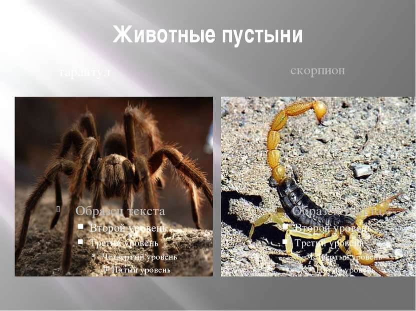 Животные пустыни тарантул скорпион