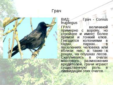 Грач ВИД: Грач - Corvus frugilegus ГРАЧ величиной примерно с ворону, но строй...