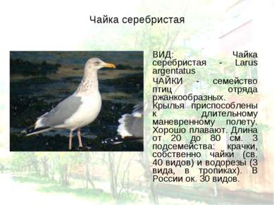 Чайка серебристая ВИД: Чайка серебристая - Larus argentatus ЧАЙКИ - семейство...