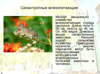 Синантропные млекопитающие МЫШИ (мышиные) - семейство млекопитающих отряда гр...