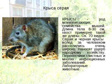 Крыса серая КРЫСЫ - род млекопитающих семейства мышей. Длина тела 8-30 см, хв...