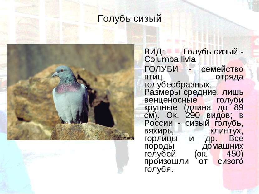 Голубь сизый ВИД: Голубь сизый - Columba livia ГОЛУБИ - семейство птиц отряда...