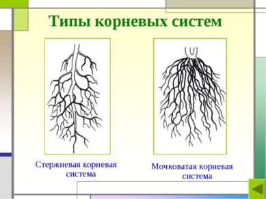 Типы корневых систем Стержневая корневая система Мочковатая корневая система