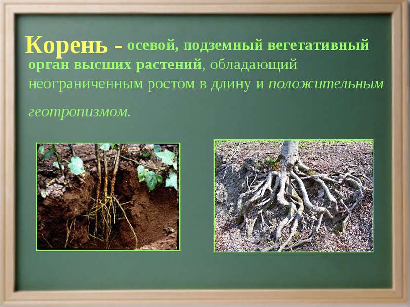 Корень - осевой, подземный вегетативный орган высших растений, обладающий нео...