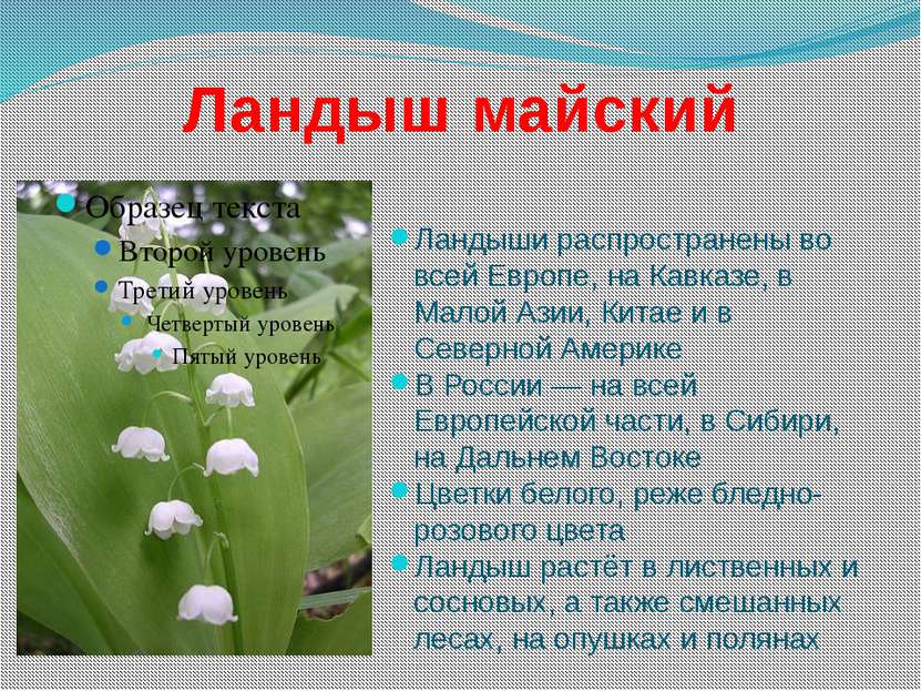 Ландыш майский Ландыши распространены во всей Европе, на Кавказе, в Малой Ази...
