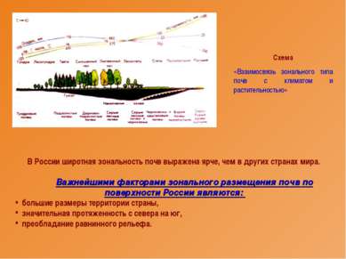 В России широтная зональность почв выражена ярче, чем в других странах мира. ...