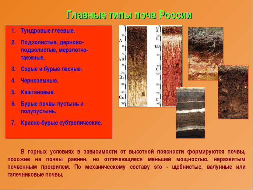Главные типы почв России Тундровые глеевые. Подзолистые, дерново-подзолистые,...