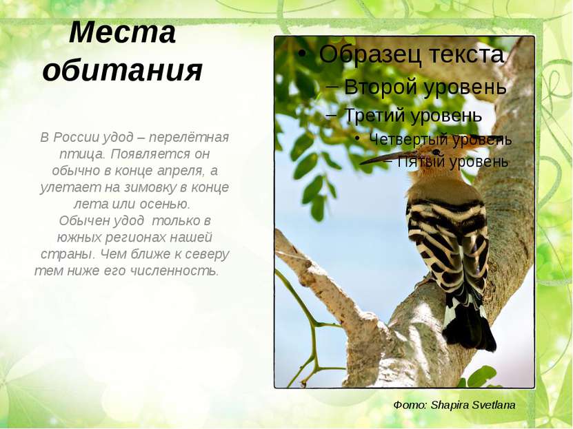 Места обитания В России удод – перелётная птица. Появляется он обычно в конце...
