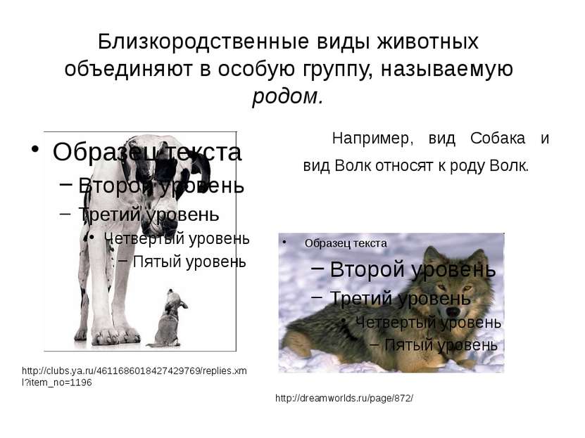 Например, вид Собака и вид Волк относят к роду Волк. http://dreamworlds.ru/pa...