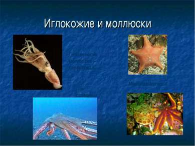 Иглокожие и моллюски Морские звезды Головоногие моллюски – каракатица… …и ось...