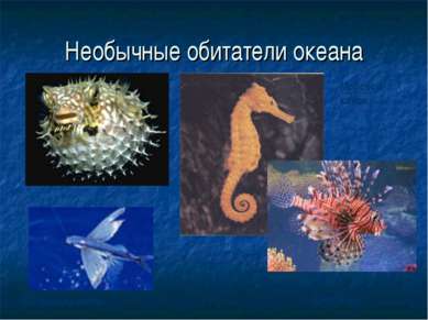 Необычные обитатели океана Летающая рыба Морской конек Крылатка