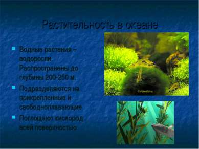 Растительность в океане Водные растения – водоросли. Распространены до глубин...