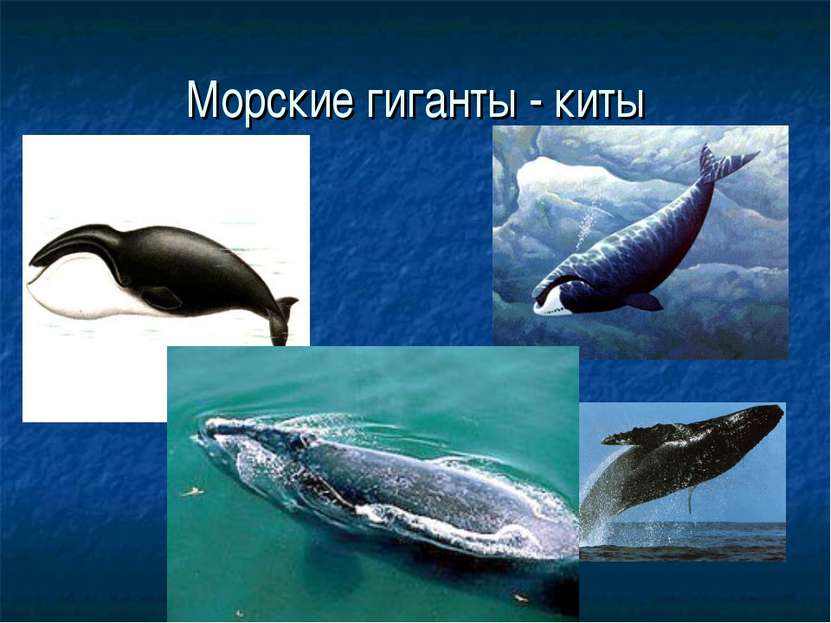 Морские гиганты - киты